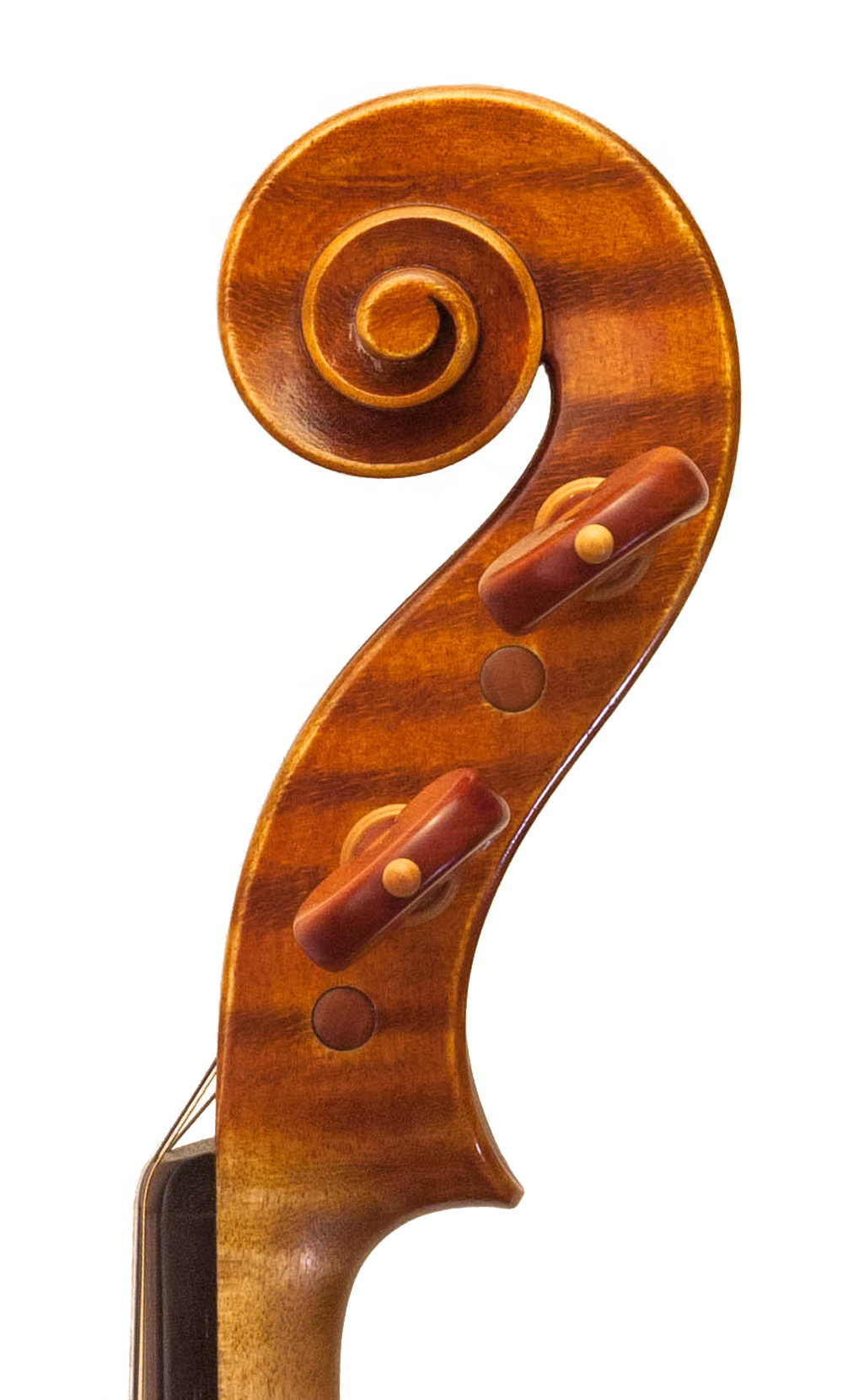 adele sbernini violin